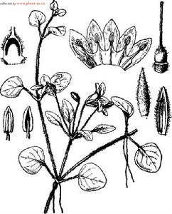 水茴草屬 水茴草屬