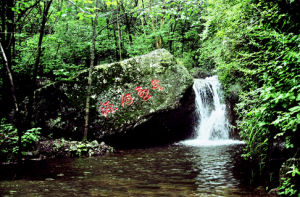 茅荊壩國家級自然保護區 茅荊壩國家級自然保護區