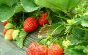 小劉採摘園 小劉採摘園