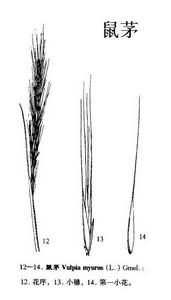 鼠茅