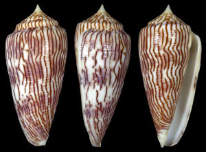 黑原芋螺 黑原芋螺