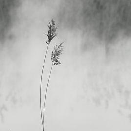 風起於青萍之末[貝德勒·普耶洛夫斯基所著書籍]