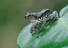 棕褶樹蛙 棕褶樹蛙