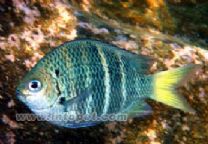 黃尾豆娘 黃尾豆娘