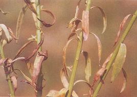 亞麻、胡麻枯萎病 亞麻、胡麻枯萎病