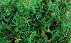 短枝鱗葉蘚 短枝鱗葉蘚