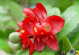 桂葉黃梅 桂葉黃梅