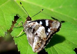 累積蛺蝶 累積蛺蝶