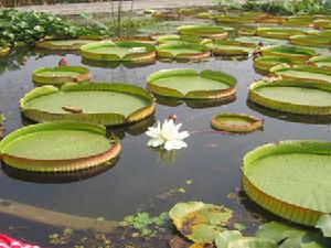 洪澤湖濕地國家級自然保護區