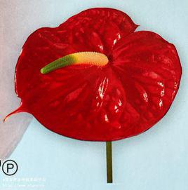 愛心[天南星科花燭屬紅掌品種]