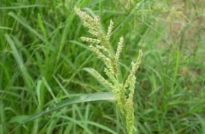 短芒紊草(變種) 短芒紊草(變種)
