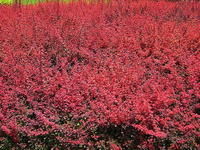 甘肅小檗 甘肅小檗