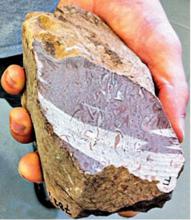 考古發現的海綿化石
