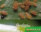 睡蓮蚜蟲