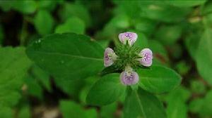 大葉賽爵床 大葉賽爵床