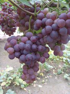 李新莊[山東省菏澤市單縣下轄鎮]