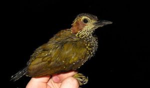 褐耳啄木鳥 褐耳啄木鳥