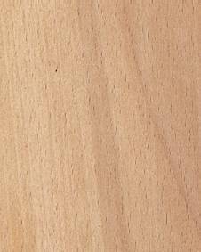 美國山毛櫸 美國山毛櫸