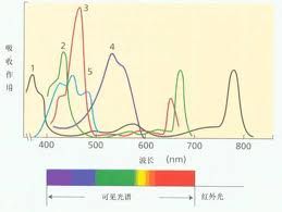 輔助色素 輔助色素