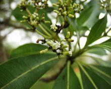 金雞納樹 奎寧樹