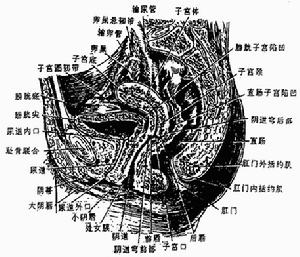 妊娠合併生殖器皰疹