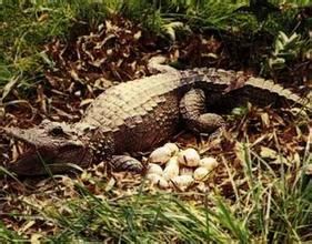 中國短吻鱷魚 中國短吻鱷魚