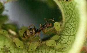 阿根廷蟻 阿根廷蟻