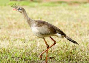 叫鶴科 Cariamidae 僅2屬2種。分布於南美洲南部的草原地帶。大型鳥類，叫聲洪亮，外貌和習性則接近非洲的蛇鷲。