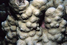 索馬里濱珊瑚 索馬里濱珊瑚