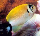 六間神仙 六間神仙