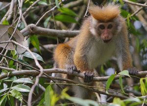 斯里蘭卡獼猴低地亞種 斯里蘭卡獼猴低地亞種