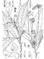 管莖鳳仙花 管莖鳳仙花