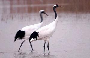 黃河口國家森林公園