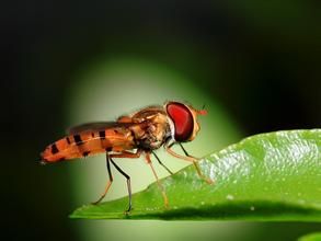 狹帶食蚜蠅