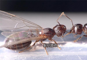 黑褐舉腹蟻 - 雌蟻