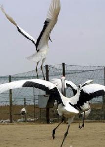 江蘇鹽城國家級珍禽自然保護區