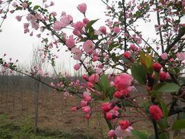 陶家海棠園 陶家海棠園