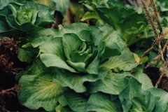 凱爾蓋朗甘藍 凱爾蓋朗甘藍