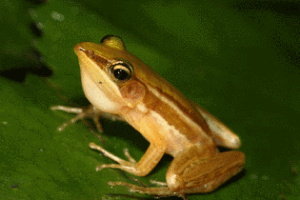 福建側褶蛙 福建側褶蛙