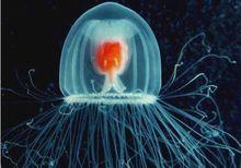 動物長壽的秘密