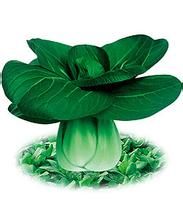 綠星青菜 綠星青菜