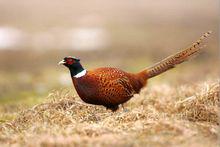 野雞[學名phasianidae雉科]