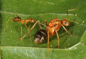 細足捷蟻工蟻和蟻后