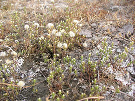 黑山寒蓬 黑山寒蓬