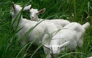 寧白山羊 寧白山羊