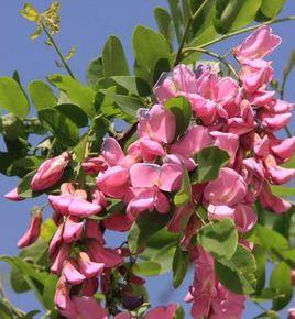 紅花刺槐 紅花刺槐