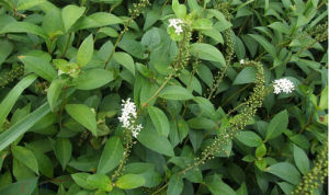 多育星宿菜 多育星宿菜