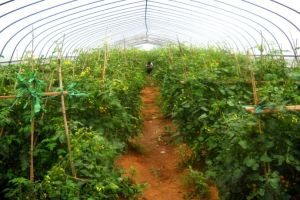 番茄農莊 番茄農莊