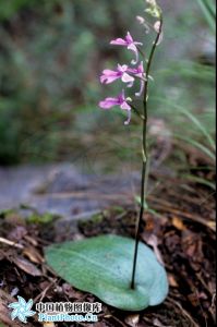 裂辱舌喙蘭 裂辱舌喙蘭