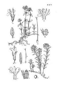 地椒(原變種) 地椒(原變種)